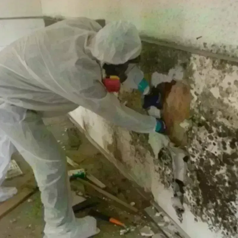 Mold Remediation and Removal in Hobart, IN